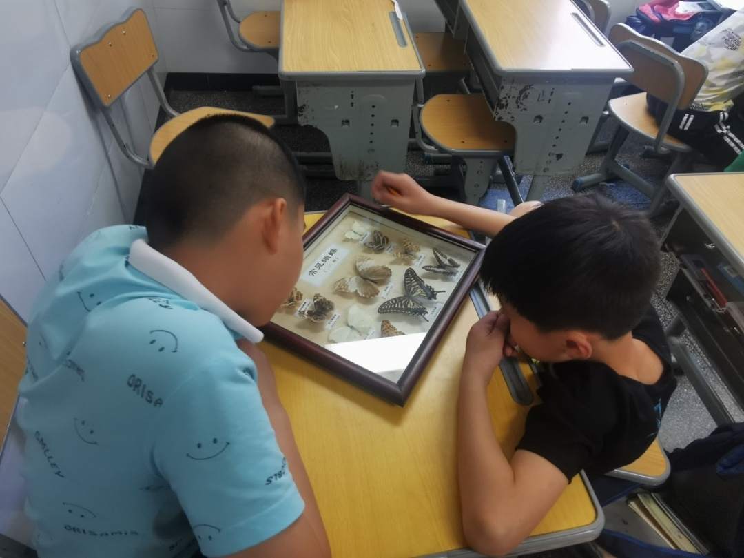 科學(xué)探索之觀察蝴蝶.JPG